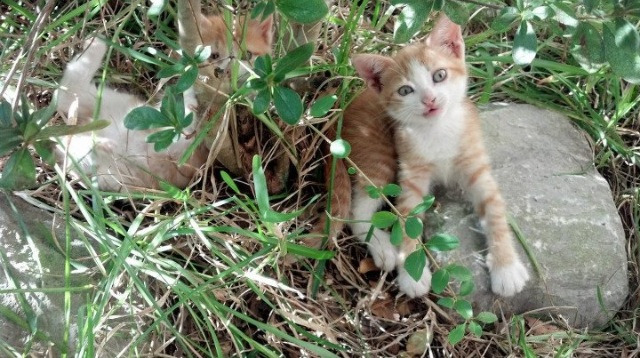 全明星周末：明星球员的“炫技”大比拼，全明星最有价值球员英文缩写