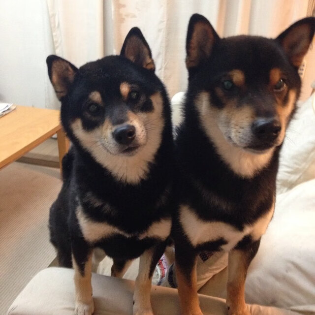 千里之外的对抗:国际赛事中NBA球员展现魅力,在nba的国际球员