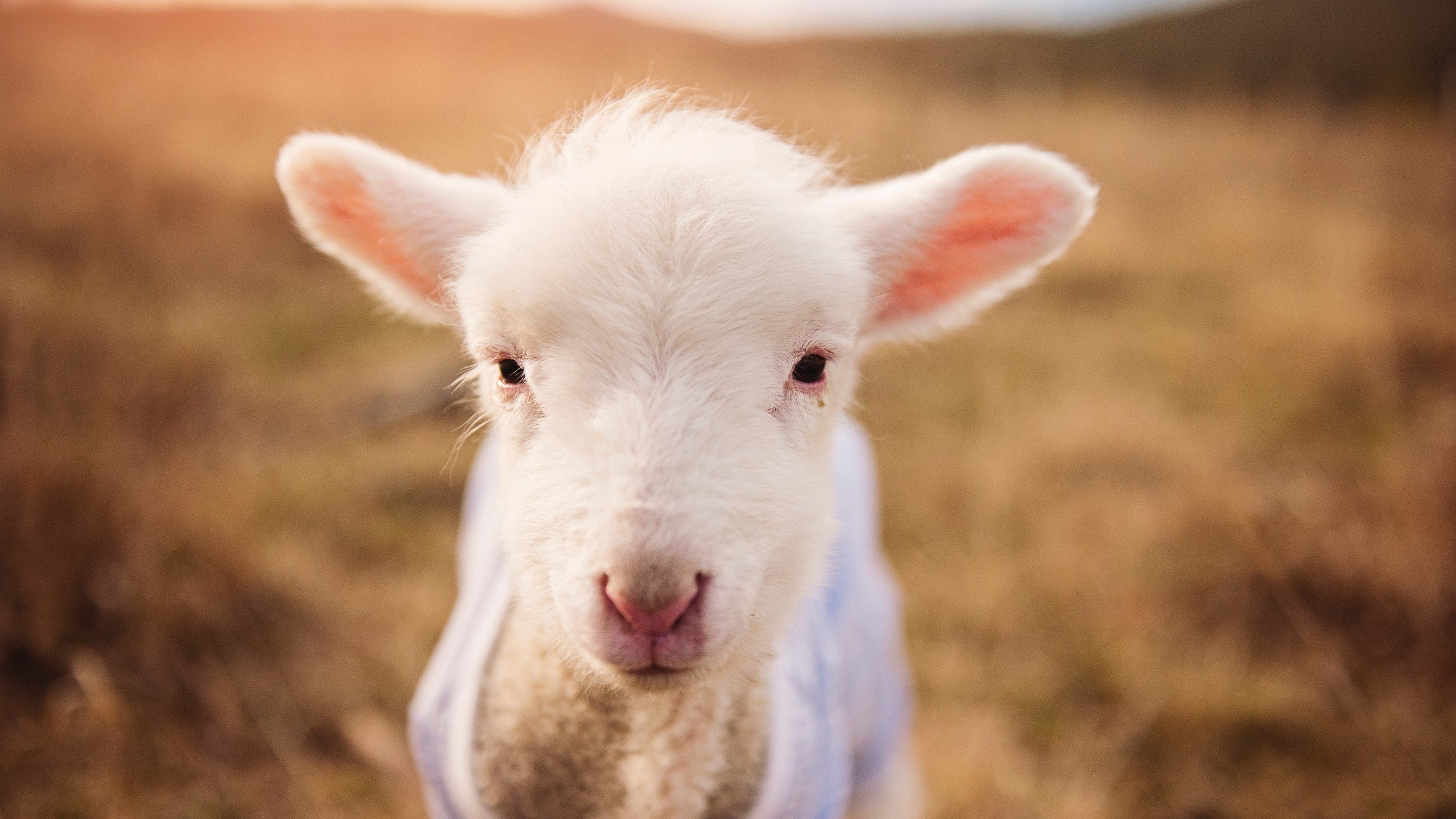 台球界新政策,激励年轻运动员参与,台球人员