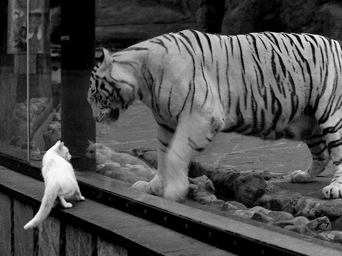 广州龙狮队逆转取胜，展现强大韧性，广州龙狮是哪个球队